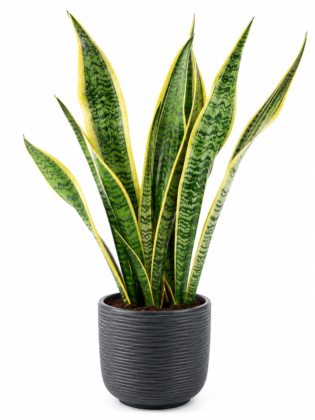 Sansevieria Laurentii Yellow Snake Plant Live Indoor Plant with Pot | Easy Care, Low Maintenance, Home & Office Décor, Bedroom & Living Room Plant MEDIUM SIZE-image-12
