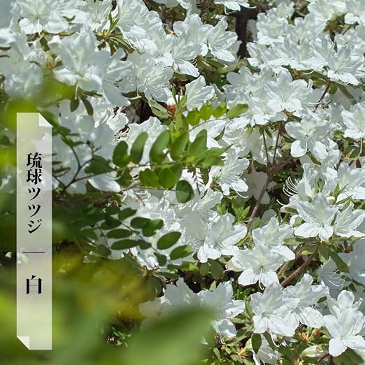 Amazon ツツジ リュウキュウツツジ 白 4号ポット つつじ 苗 庭木 グランドカバー 低木 花