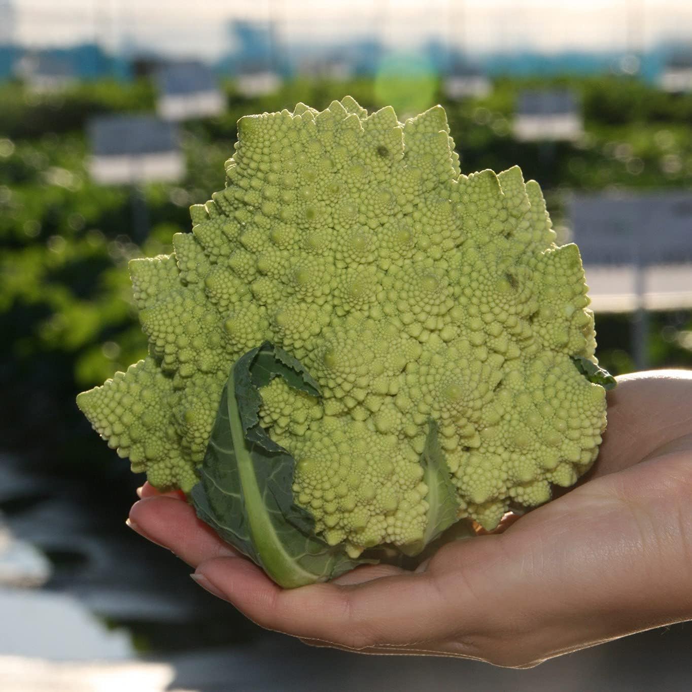 カリフラワーの種 ロマネスコ ラファエロ 約50粒