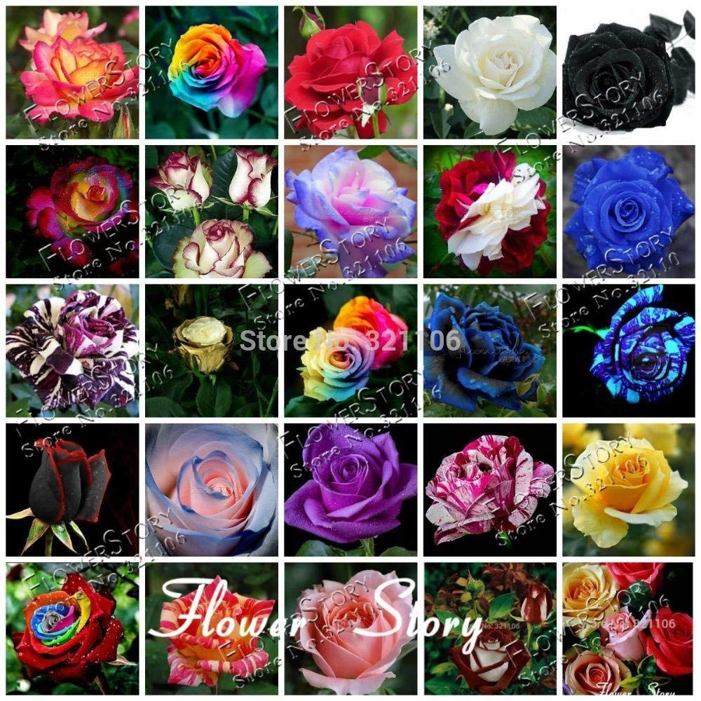 Amazon Co Jp バラの25種類は500種diyホームガーデニング 庭の装飾 開花の色より それが目に喜ばれます