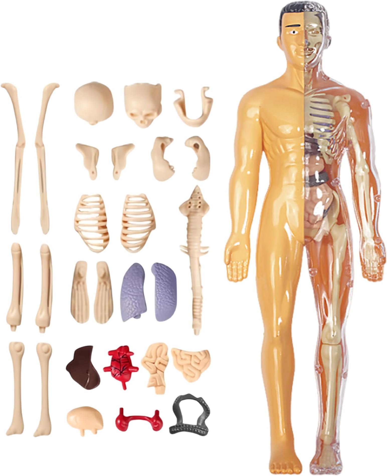 Clear Human Body Structure Model, Human Body Structure Model, Human Torso Anatomy Model Removable Semi-Clear Human Body Model for Kids Realistic Organ & Skeleton Science Educational