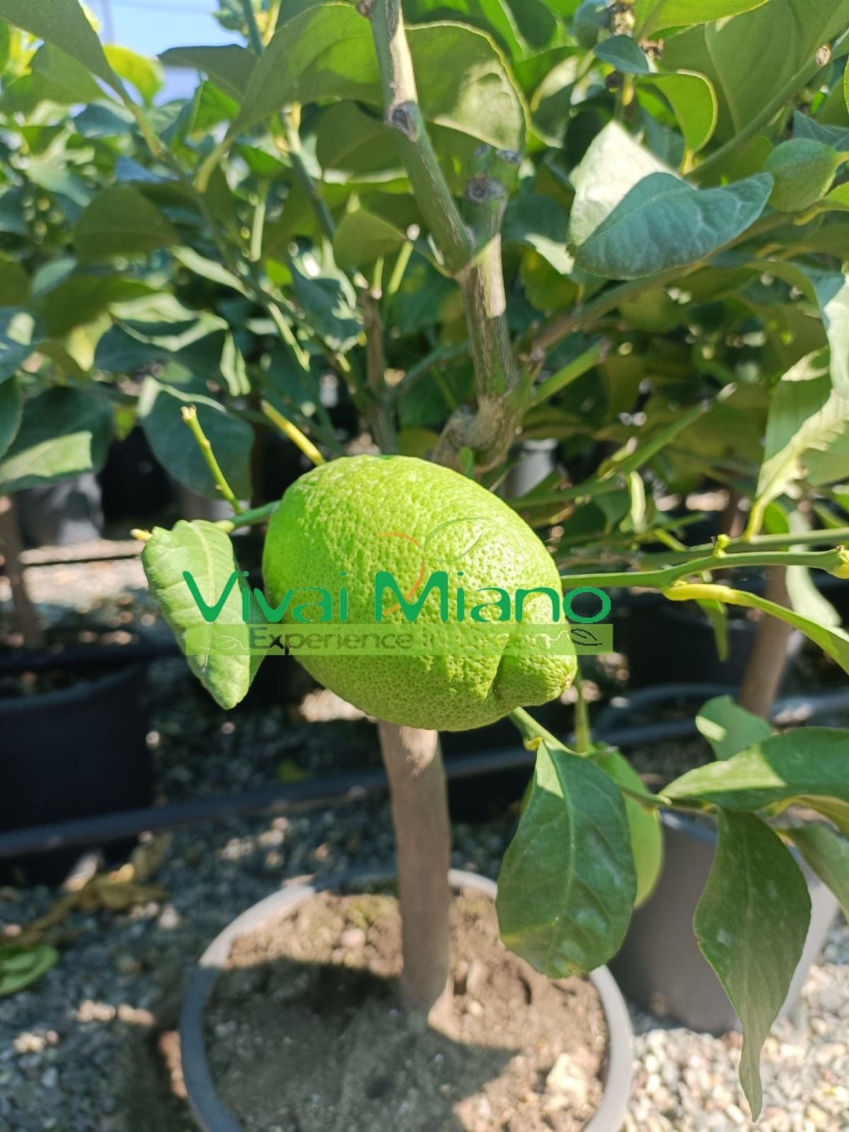 Pianta di Limone Zagara Bianca (vaso - 20) - Immagine reale
