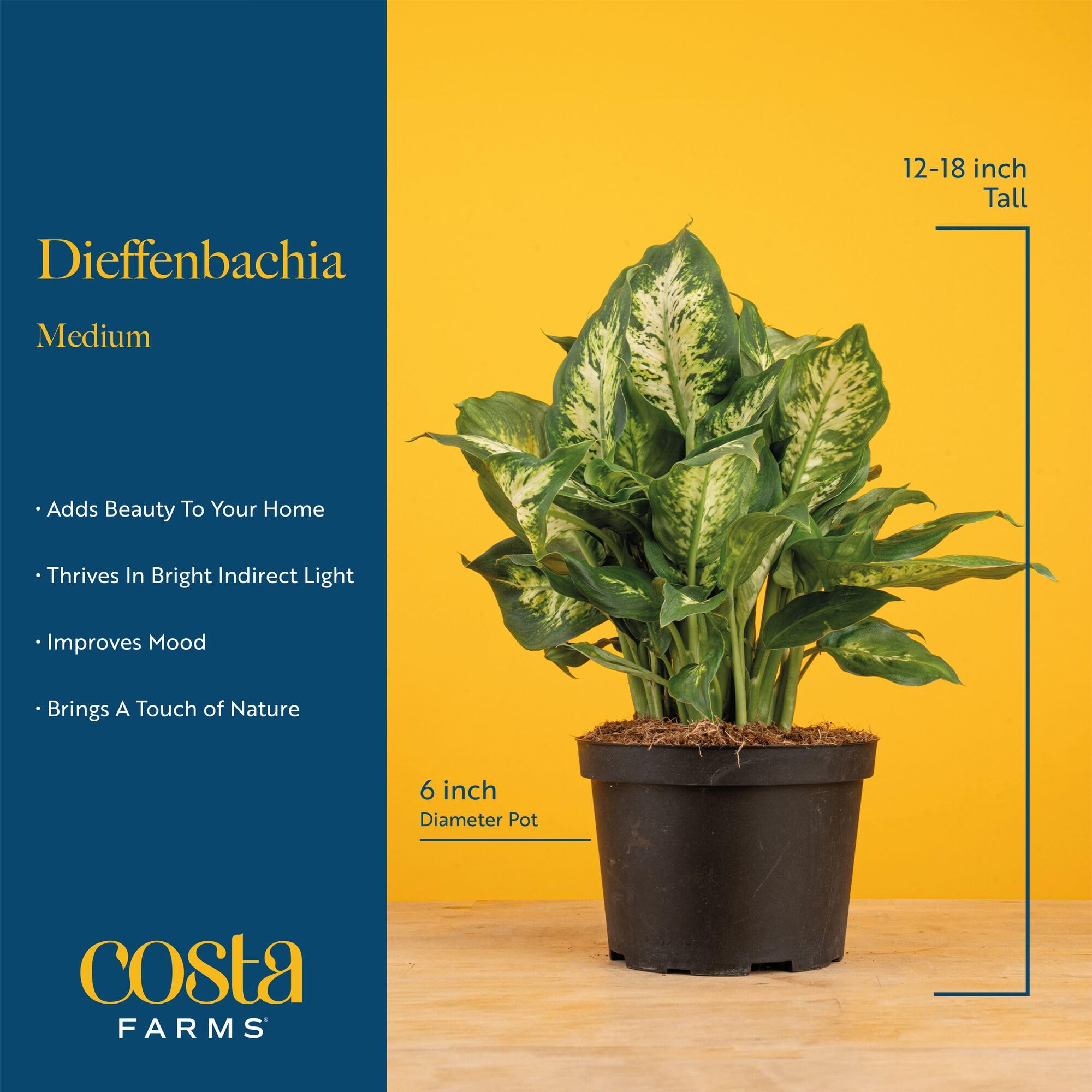 indoor house plant containers Houseplants & Indoor Gardening