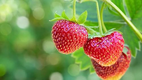 Miniatura 2 de 25 Jewel - Plantas de fresa para plantar