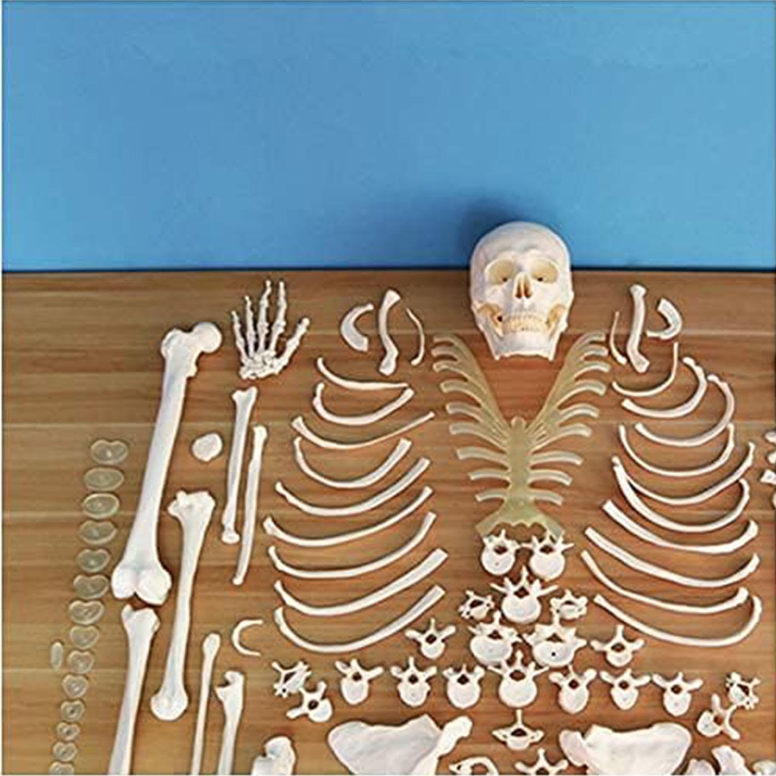 Model ludzkiego szkieletu naturalnej wielkości do anatomii, rozczłonkowane 206 kości z PVC