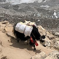 Vista 5 de Paracord 550 lb, Cuerda de Paracord de 7 hebras, 30 m, 4 mm, de nailon, para paracaídas y camping, azul real