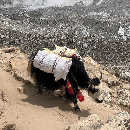 Miniatura 5 de Cuerda Paracord de 550 libras, 7 hebras de cuerda de paracaídas de 100 pies 0.157 in, cuerda de paracaídas de nailon para campamento, azul rey