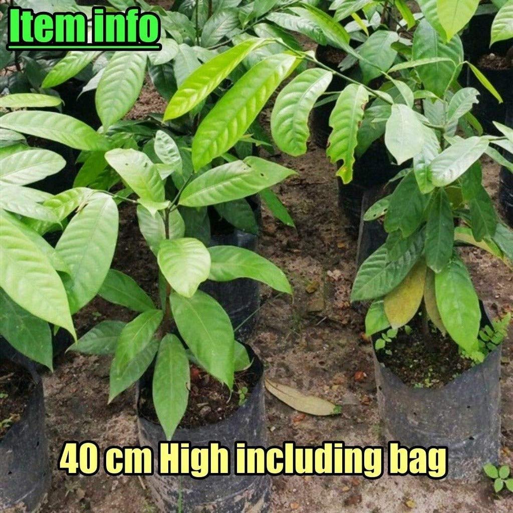 Creative Farmer Nutmeg Jayfal Live Plant, Myristica Fragrans Medicinal Garden Plant (1 Healthy Live Plant)_PLANT-81-NUTMEG8$ll@ (B08P5S4CFT) Amazon Price History, Amazon Price Tracker