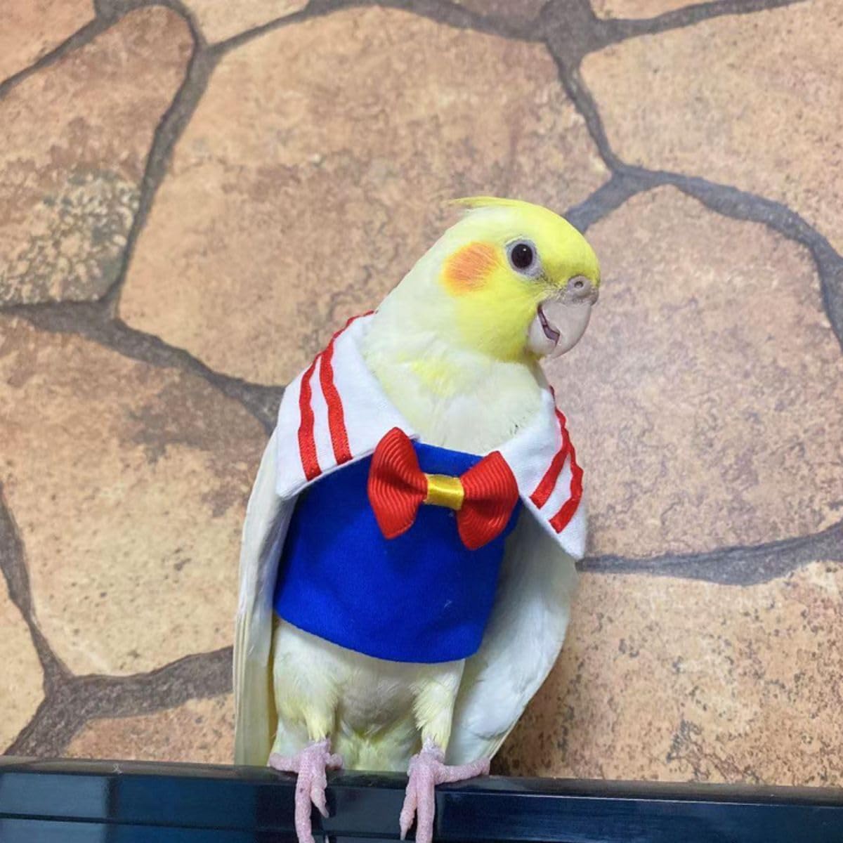 Bird Costume Bird Diaper Flight Suit Bird Summer Clothes Cosplay Photo Prop for Parrots Lovebird Parakeet Cockatiel Small Animals Apparel (XL)