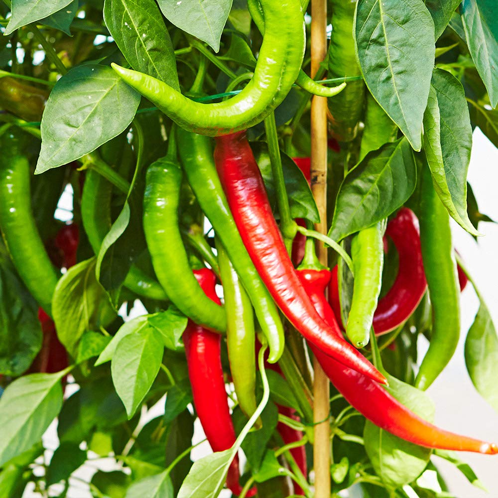 Chilli Pepper 'Cayenne' Value Plug Plant x 5. Classic Chilli Loved in Mexican and Italian Cooking. Available from Bedwen Plants