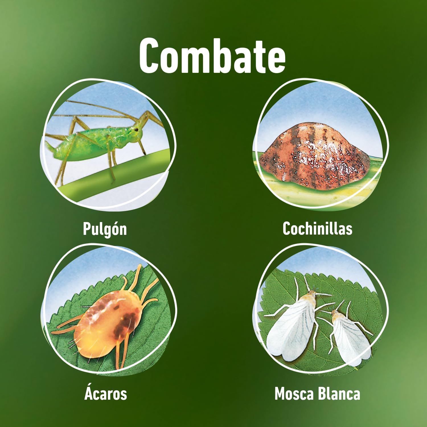 COMPO Fazilo Insecticida Acción Total, Para plantas ornamentales de interior y exterior, Envase pulverizador, 750 ml, El embalaje puede variar — view 3