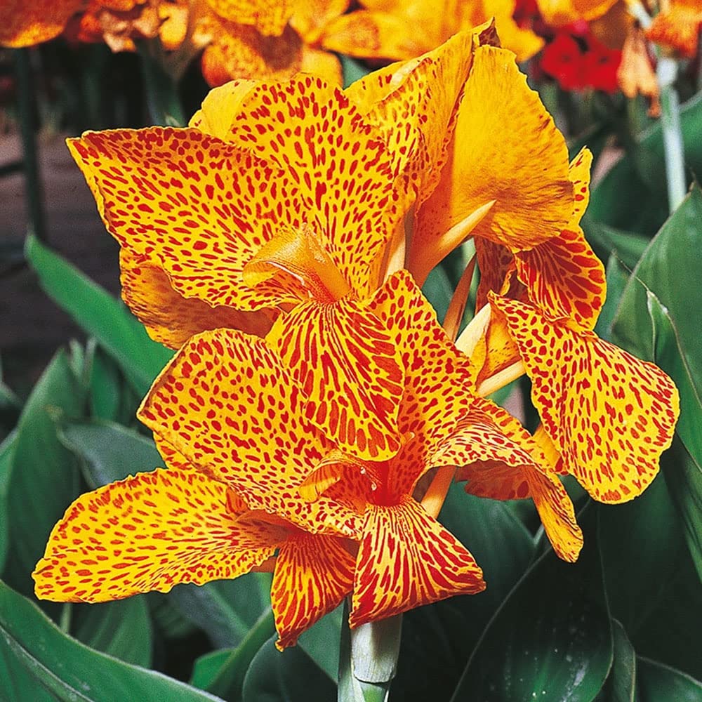 Canna Greenleaved – Perennial – Summer Flowering Bulb – for Your Beautiful Garden (1 x Canna Greenleaved En Avant)