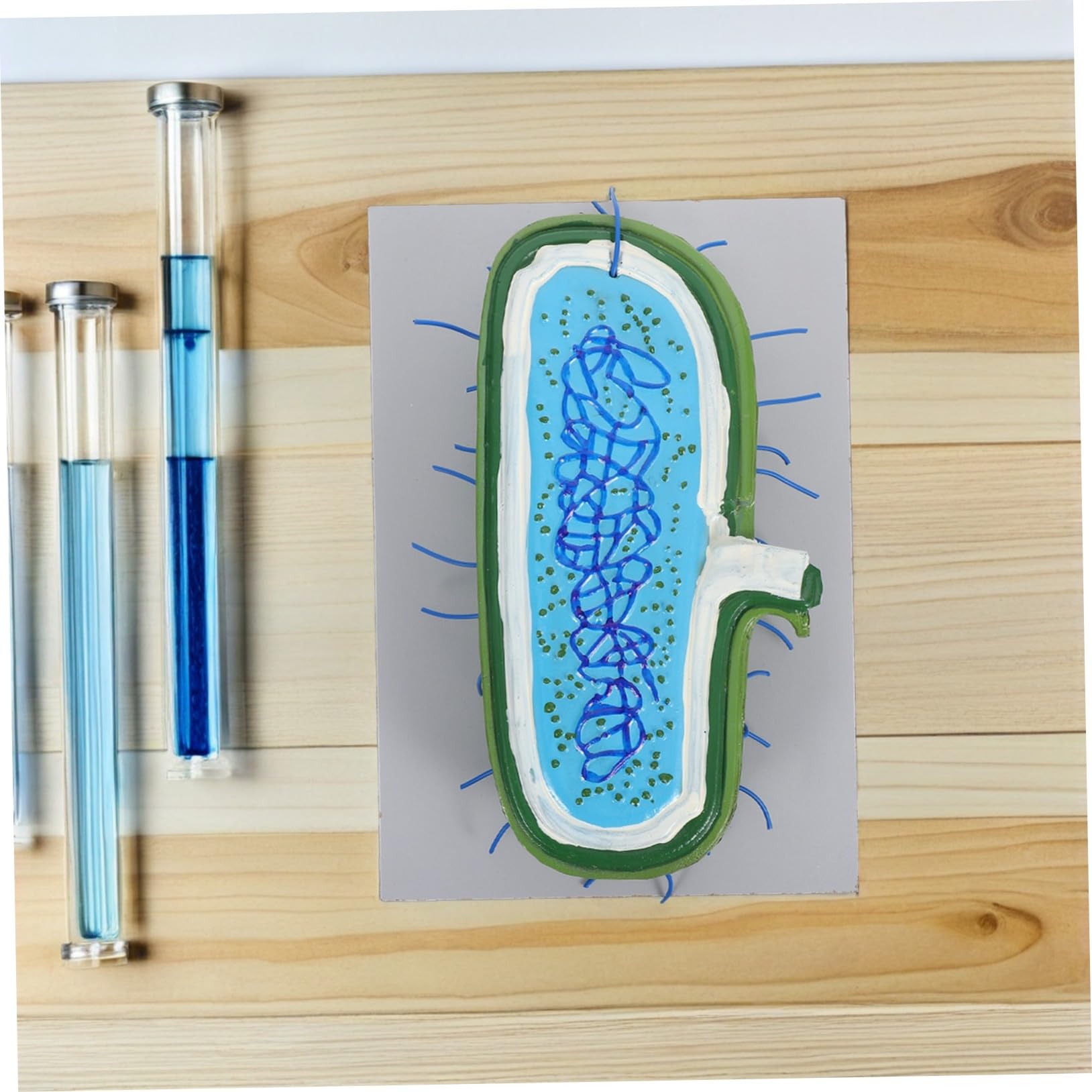 Zellstrukturmodell für Biologieunterricht Anatomisches Modell mit Organellen Kernmodell für Schüler Unterrichtsmodell aus Langlebigen Materialien