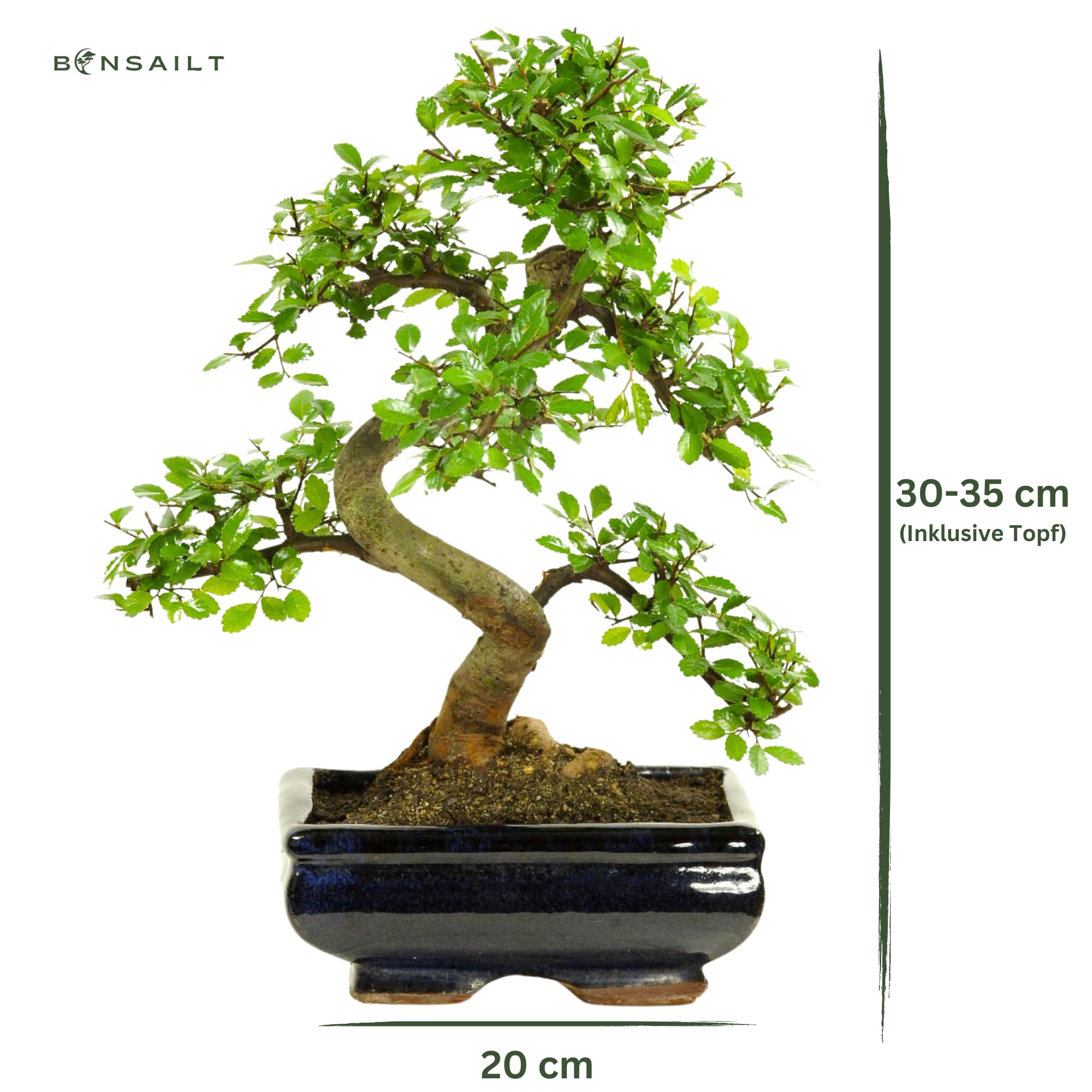 Bonsai Baum mit Keramik Blumentopf - Ligustrum, Ficus, Carmona, Podocarpus, Chinese elm - ca. 6-9 Jahre (20cm Schale ca. 8 Jahre, Chinese elm P20 S)