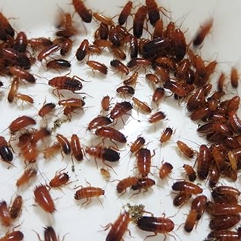 爬虫類・両生類のエサ 2L10 M20 SM10 S20 SS20 爬虫類・両生類のエサ 2L10 M20 SM10 S20 SS20 爬虫類・両生類の