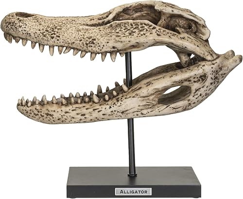 Miniatura 1 de Pacific Giftware Réplica Animales Cocodrilo Esqueleto Cráneo Fossli Figura De Resina