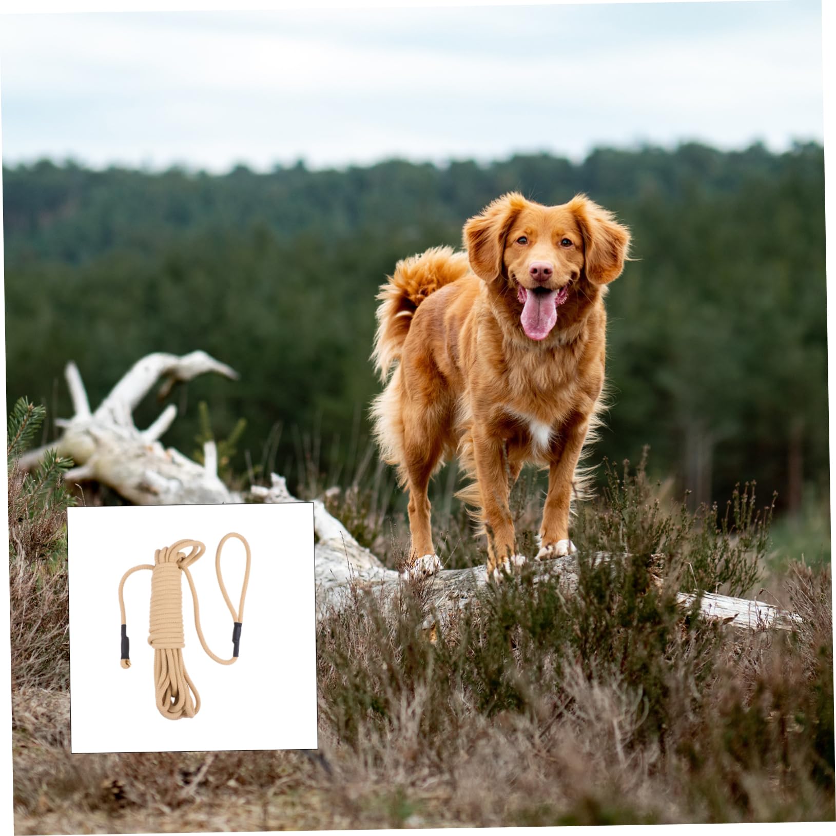 Guinzaglio lungo Cani da Addestramento 10 Metri Khaki