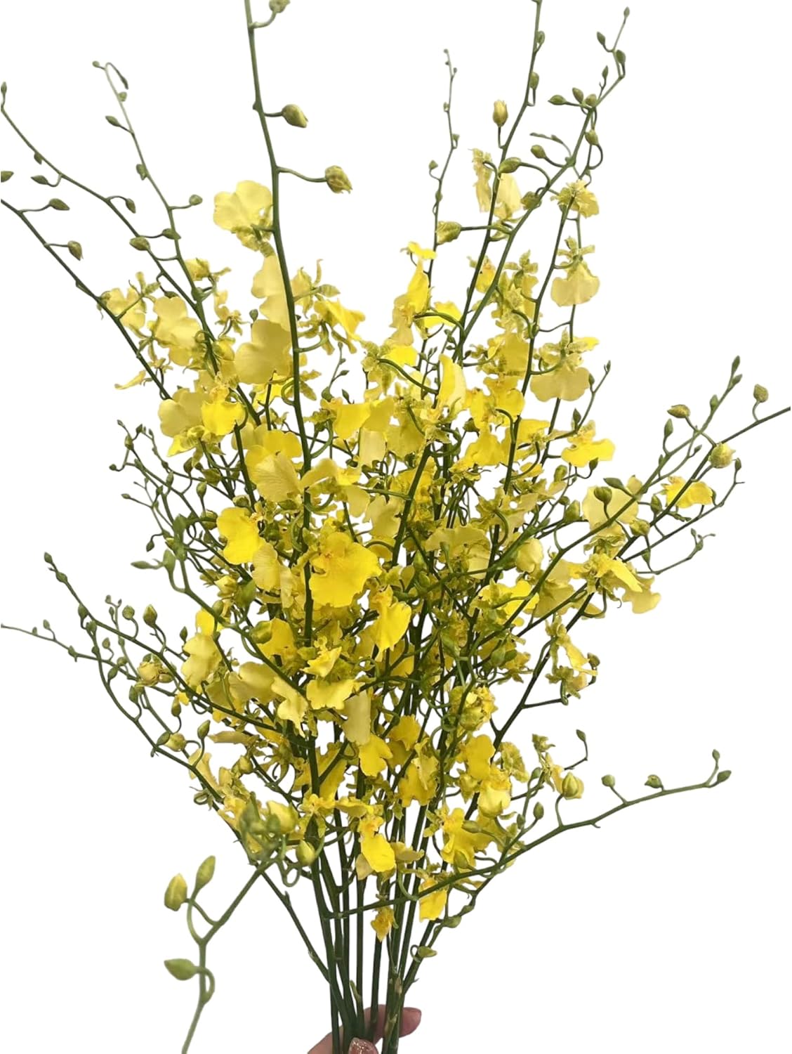 10 Stems Yellow Oncidium Orchid Flowers Home Flowers Flowers Bulk Flowers Wholesale Birthdays Anniversaries Healing Sympathy Friendship and Love