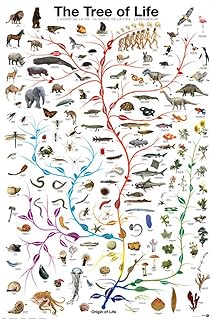 Educational Tree of Life – edukacja drzewa życia plakat edukacyjny druk 61 x 91,5 cm