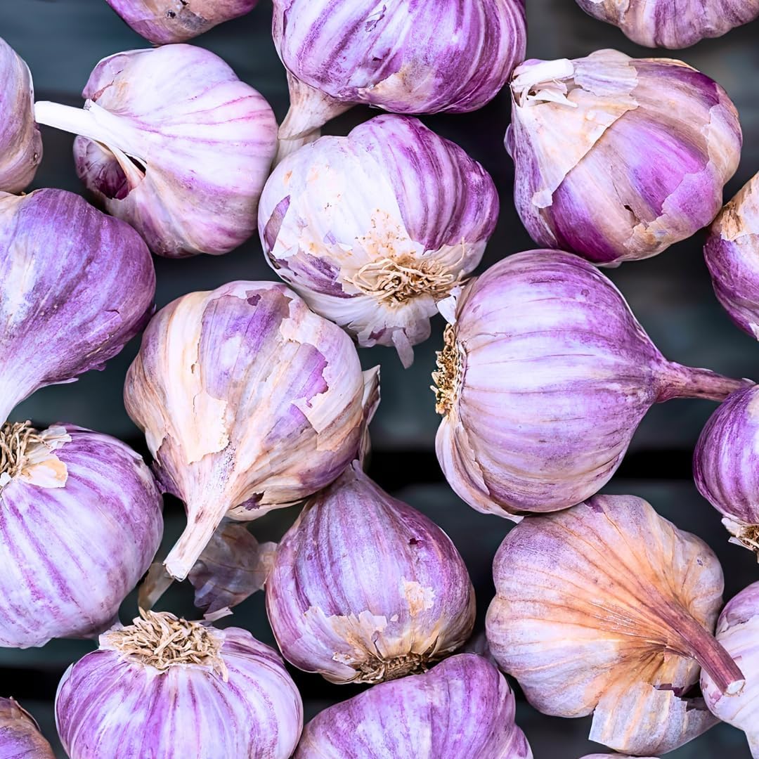 1 Pound Hard Neck Garlic for Planting in Fall, Purple Stripe Garlic Bulb for Planting, Fresh and High Yield, Cold Hardy, Planting Softneck Hardneck