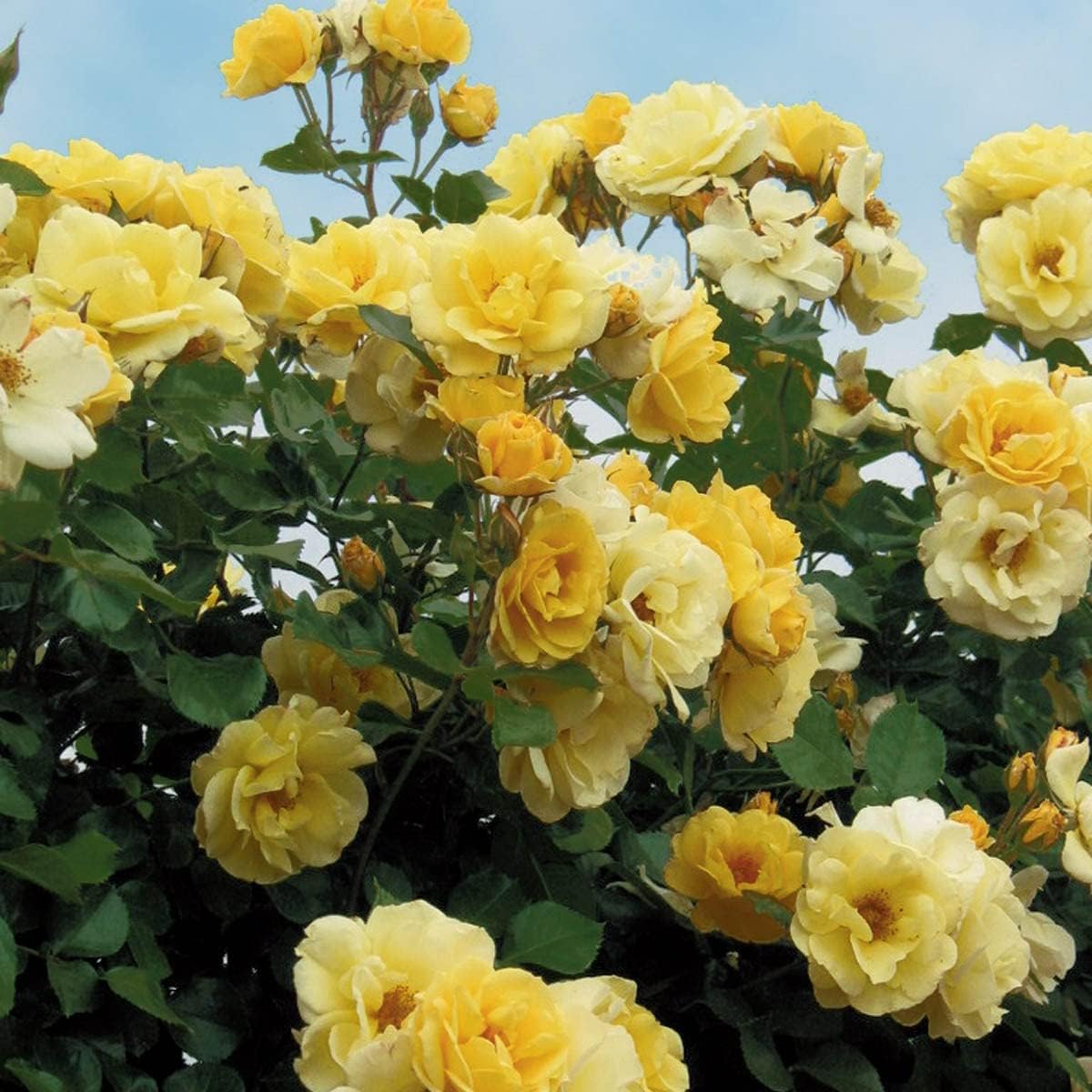 BRECK'S - Skys The Limit Dormant Bare Root Climbing Rose, Includes one Plant per Order