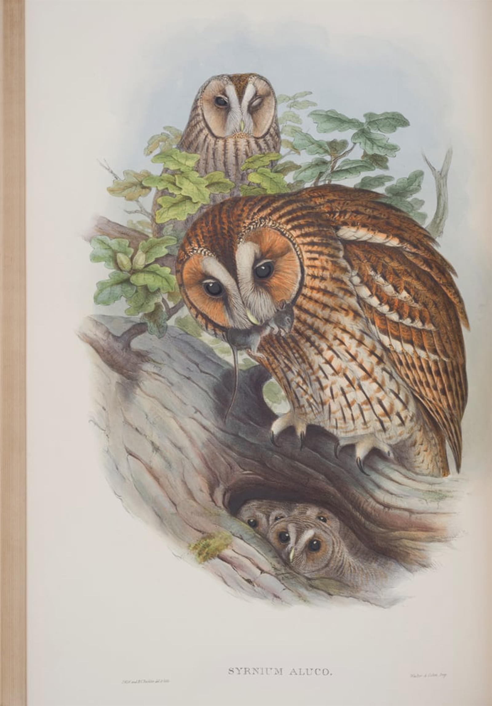 Posteriik No Frame Famous Animal Posters Vintage Picture Animal Bird Syrnium Aluco Plate From The Birds Of Great Britain By John Gould Modern Wall Decor For Home Decor 60X90cm