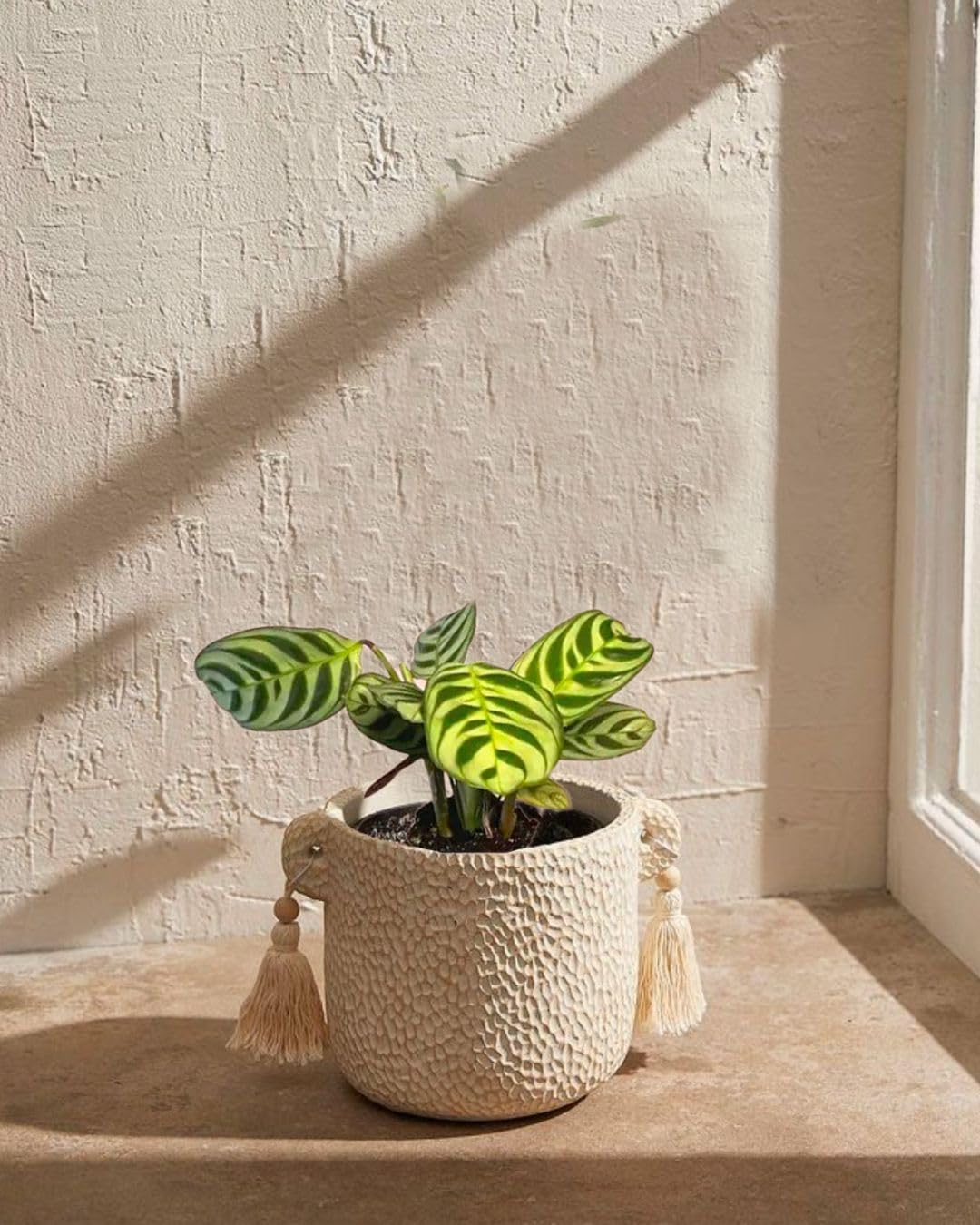 PUR PLANT Maranta amabilis | Planta natural de interior pet friendly | Tropical, compacta y decorativa | Hojas verdes con vetas plateadas | Maceta de Ø5 cm