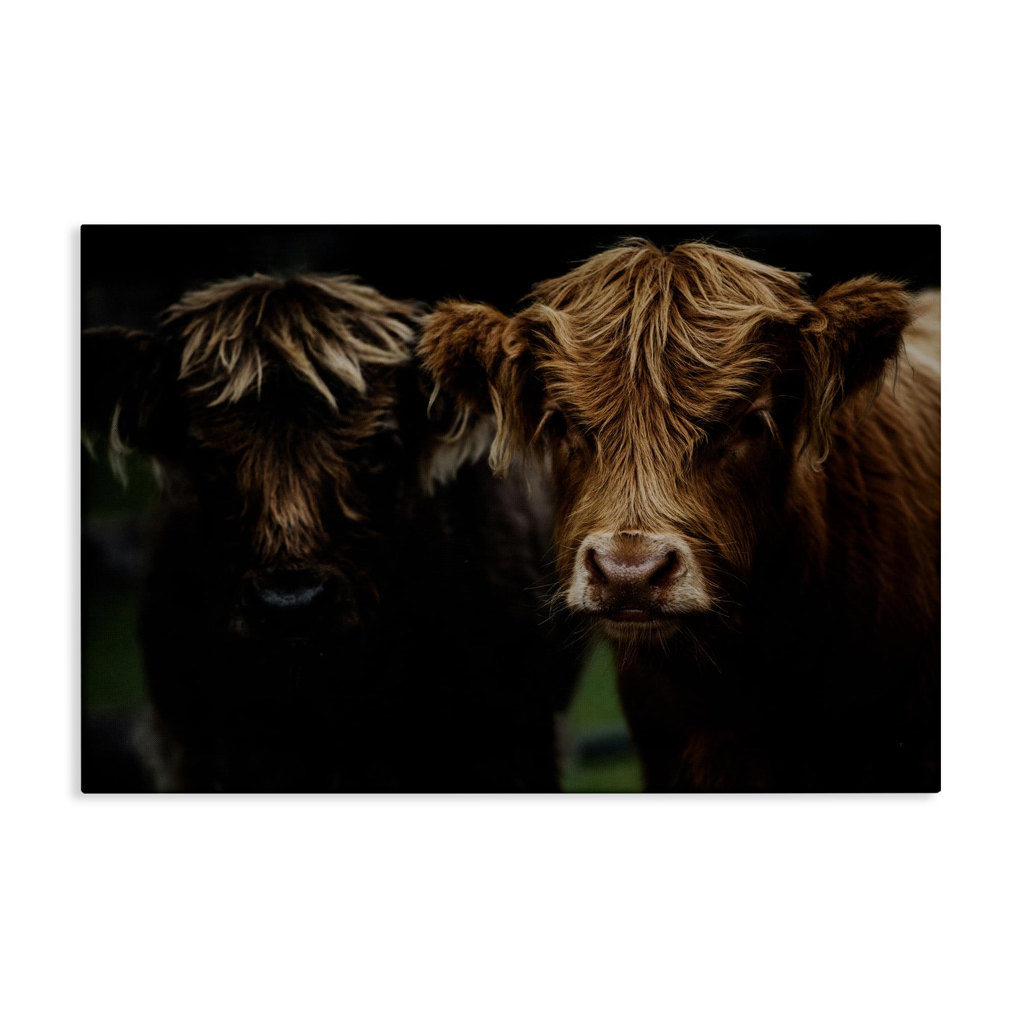 Stupell Industries Cow Faces Highland Pair Canvas Wall Art, design by Amy Carroll, 24 x 36