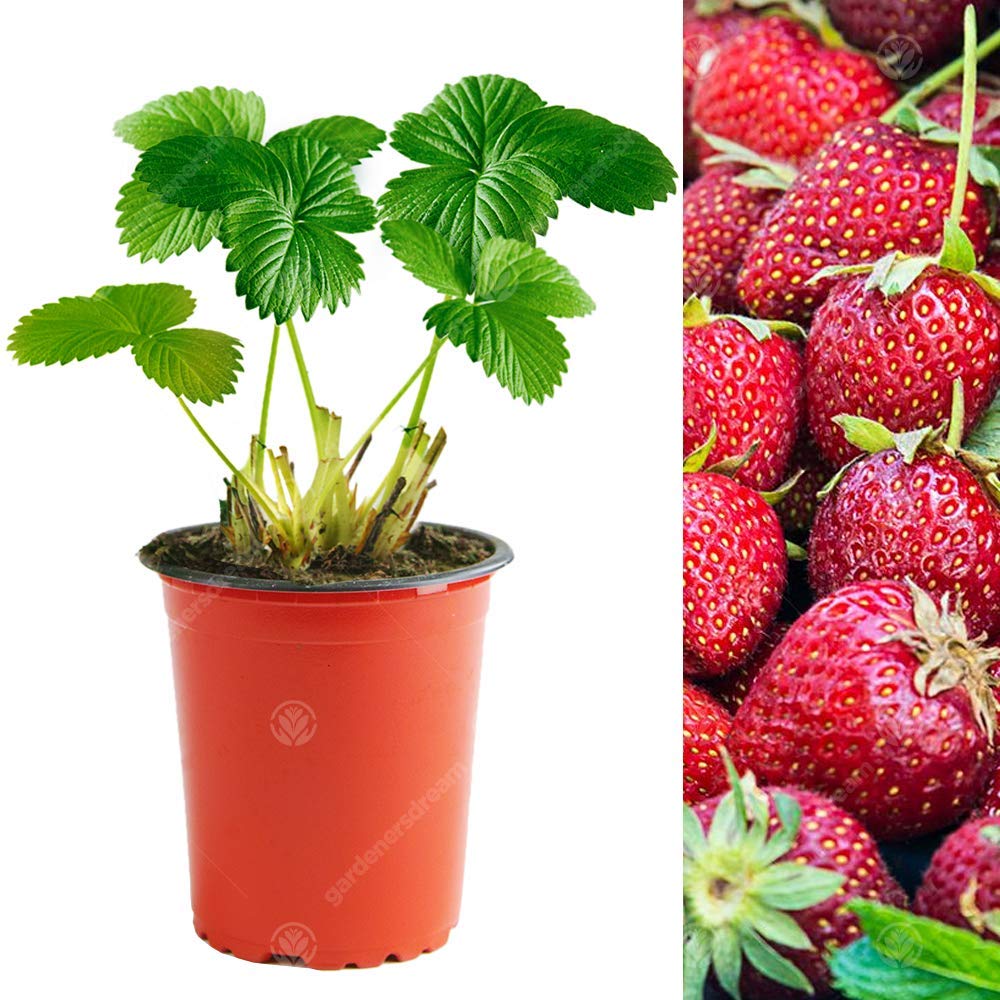 Strawberry 'Honeoye' Mid Season Hardy Garden Fruit Bush Plants | 9cm Pot (10 Plants)