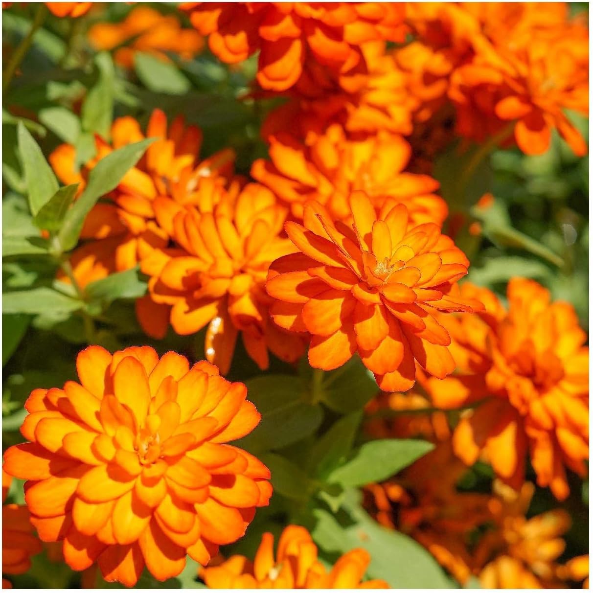 Everwilde Farms - 1 Lb Orange King Zinnia Wildflower Seeds - Gold Vault