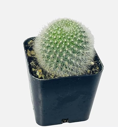Miniatura 4 de USKC Plantas de cactus vivas (maceta de 2 "Opuntia Santa Rita)