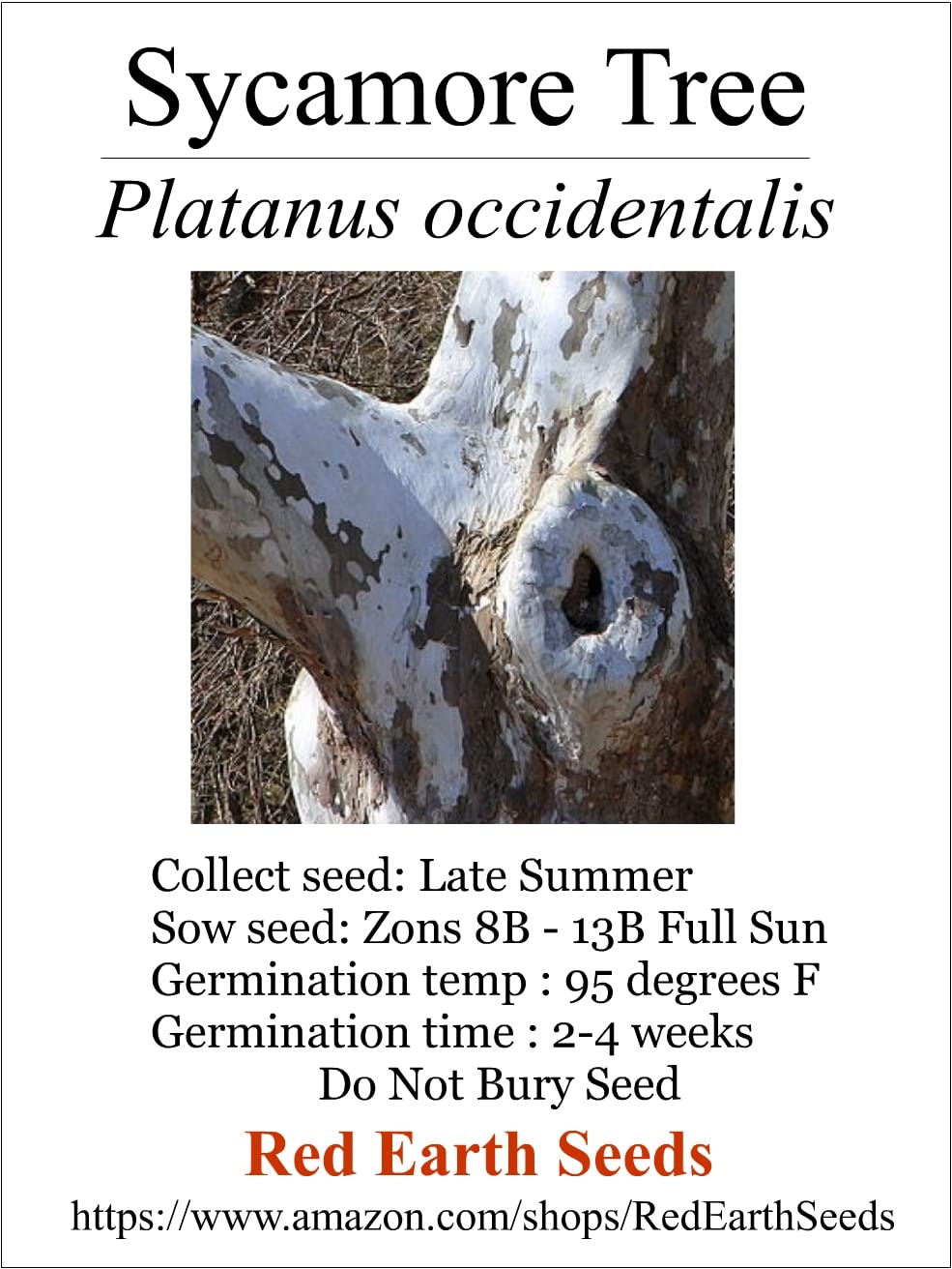 50 Sycamore Tree Seeds - Platanus occidentalis (Organically Grown)