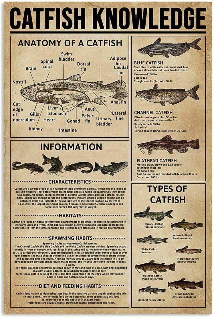 peiyeety Vintage Metal Sign Wall Decoration Tin Sign Catfish Knowledge Plaque Metal Poster for Bar Cafe Club School Infographic 8" x 12"