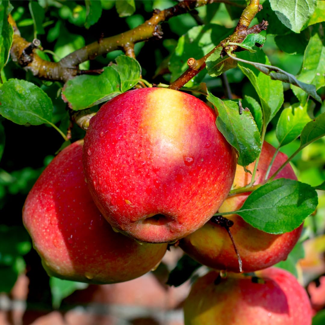 Dwarf Patio Braeburn Apple Tree in 5L Pot, Self-Fertile, Miniature, Crispy & Aromatic 3fatpigs®