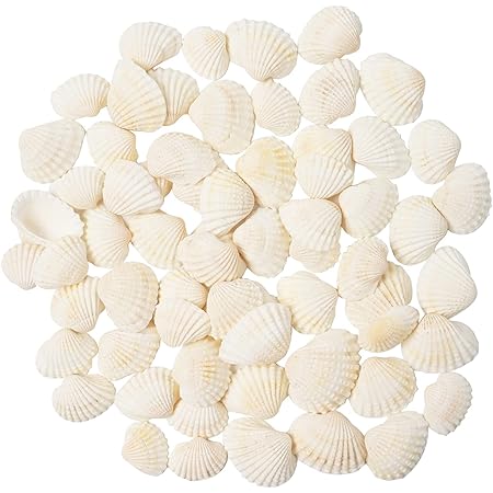 Amazon.com: Worlds White Clam Cay Cay Sea Shells for Home Decorations ...