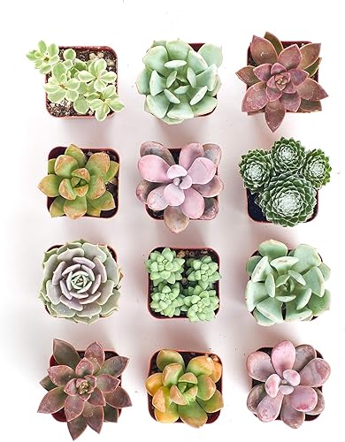 Miniatura 3 de Shop Succulents Colección Soft Hue  Surtido de plantas suculentas de interior seleccionadas a mano, totalmente arraigadas en tono pastel, paquete de