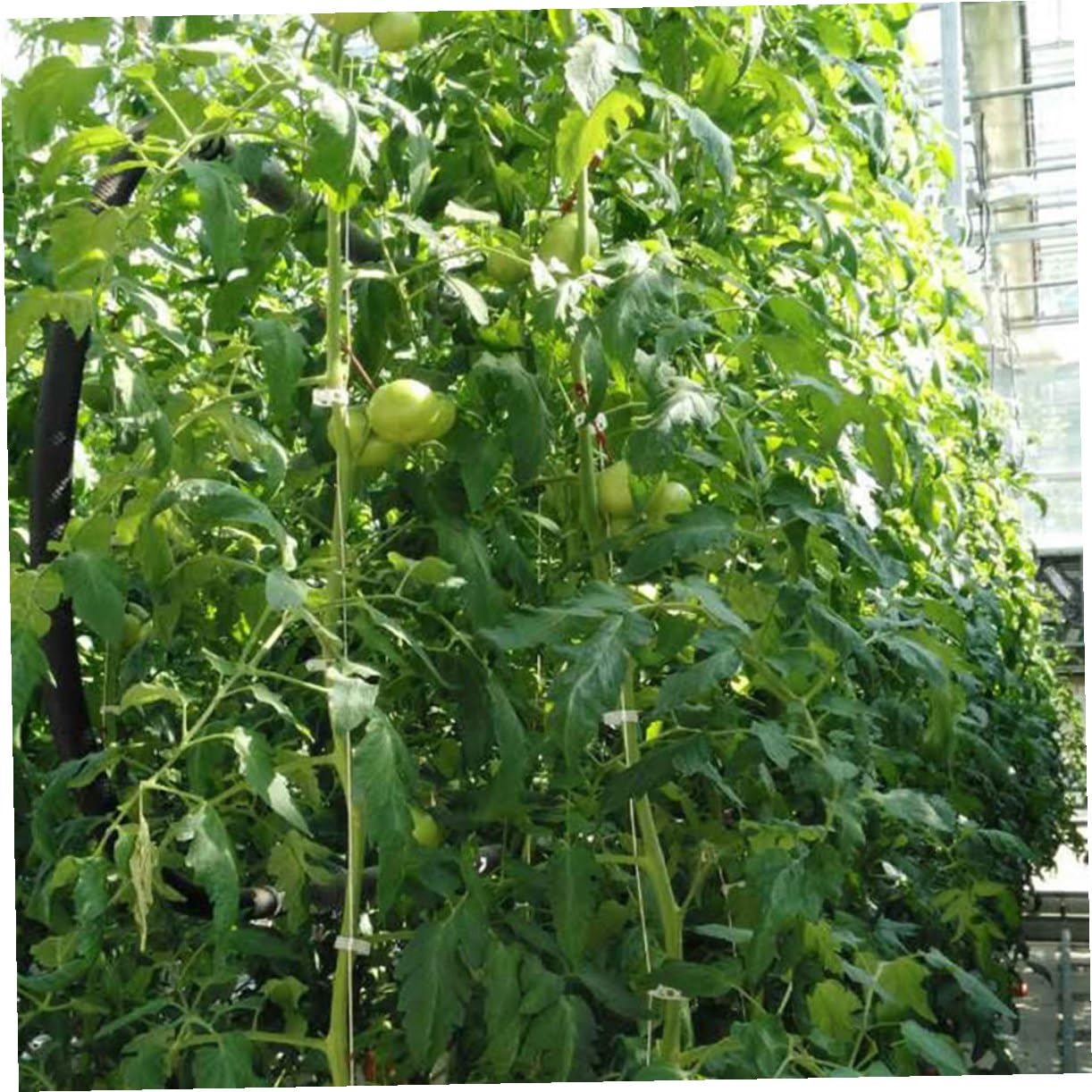 2sets per Sostenere Rampicanti Kit per e Cetrioli per Greenhouse Massimizzare e