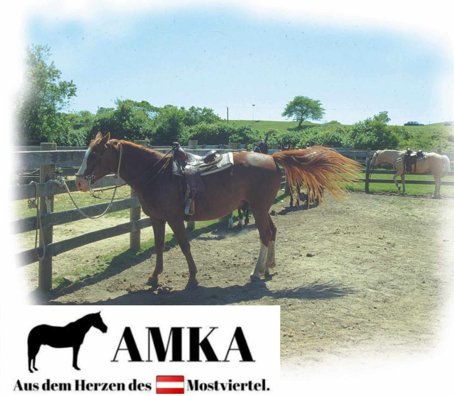 Reitsport Amesbichler AMKA Housse de selle Western Vert poney pour poney 66 x 66 cm