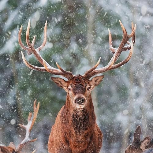 Miniatura 3 de Marioneta de dedo de reno rojo