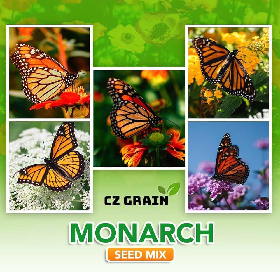 monarch butterfly kit