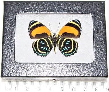 BicBugs Callicore aegina yellow orange black butterfly verso Peru Framed Verso