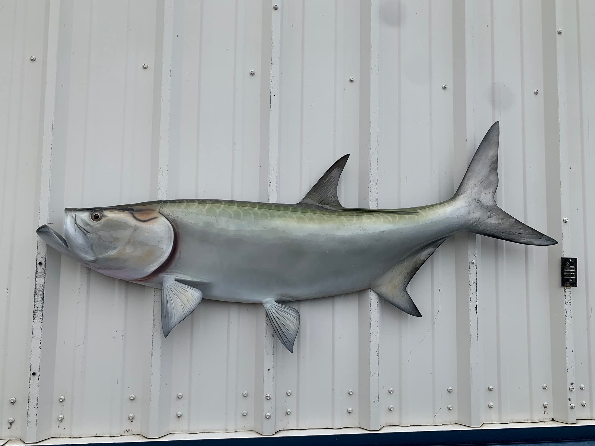 Tarpon Half Mount Fish Replicas - 3 Different Size - Made for Indoors Or Outside - Ultimate Affordable Fish Mount Decor
