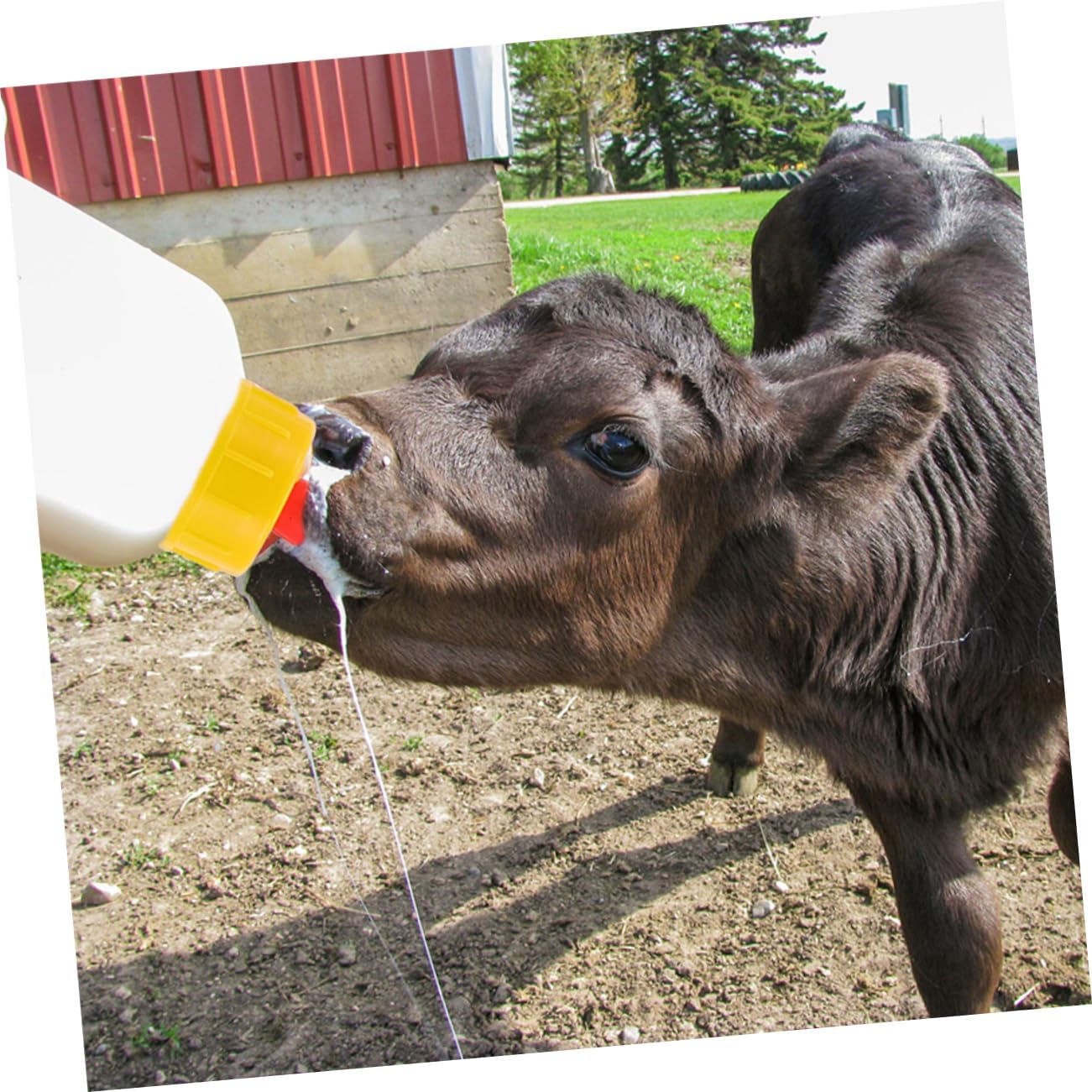 1set Lamb Feeding Bottles Pacifiers Reusable Goat Nursing Bottles for Young Livestock Includes Nipples for Calves Lambs and Piglets