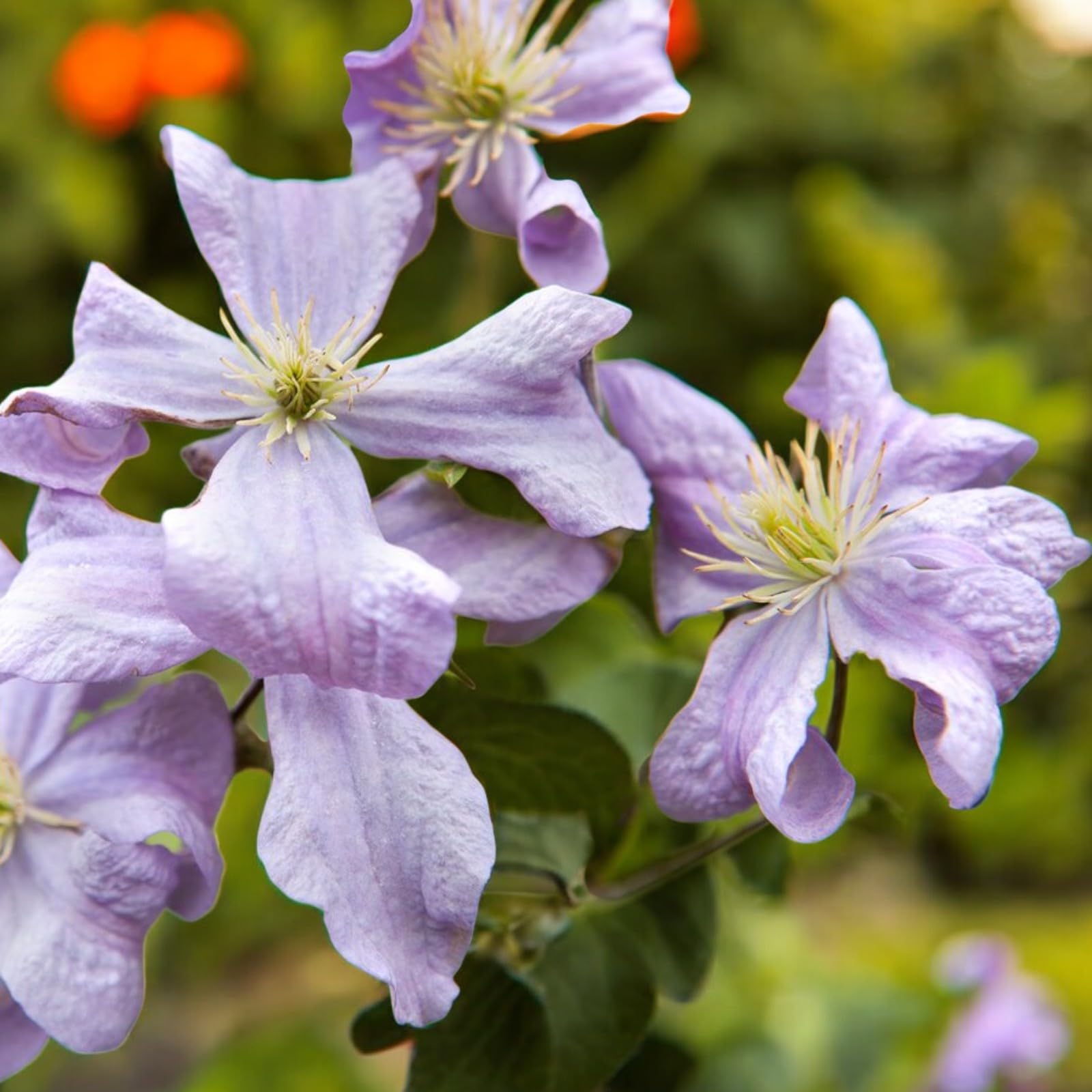 Carbeth Plants Clematis Climbing Plant in 9cm Pot - Summer Flowering Garden Ready Shrub - Deciduous Outdoor Climber for Walls, Fences or Trellis (Prince Charles, 2)