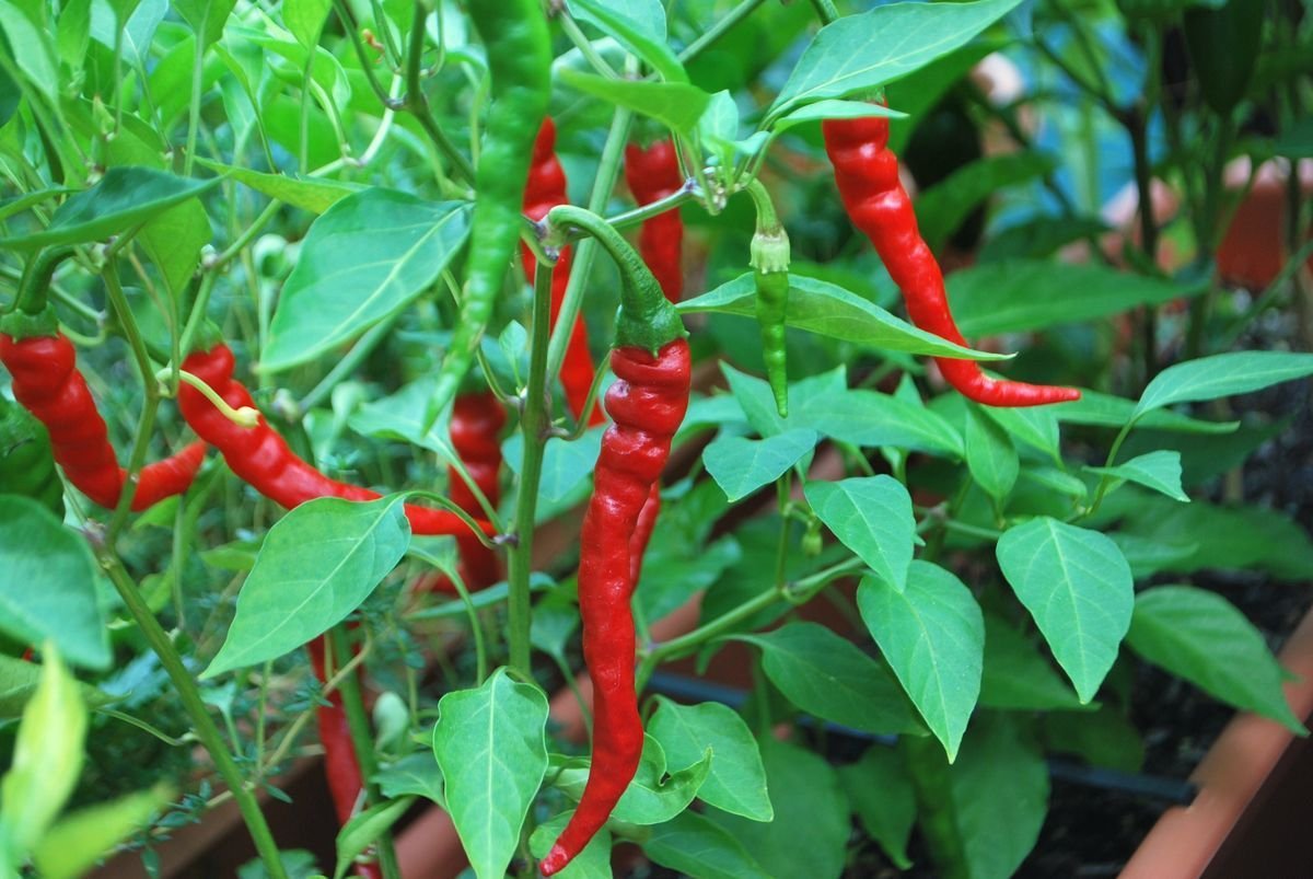 100 x Cayenne Long Slim Chilli Pepper - Vegetable/Fruit Seeds