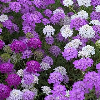 2000+ Mixed Candytuft Flower Seeds - Perennial Plant for Outdoor Planting, Attracts Pollinators, Deer & Rabbit Resistant, Ideal Ground Cover for Garden