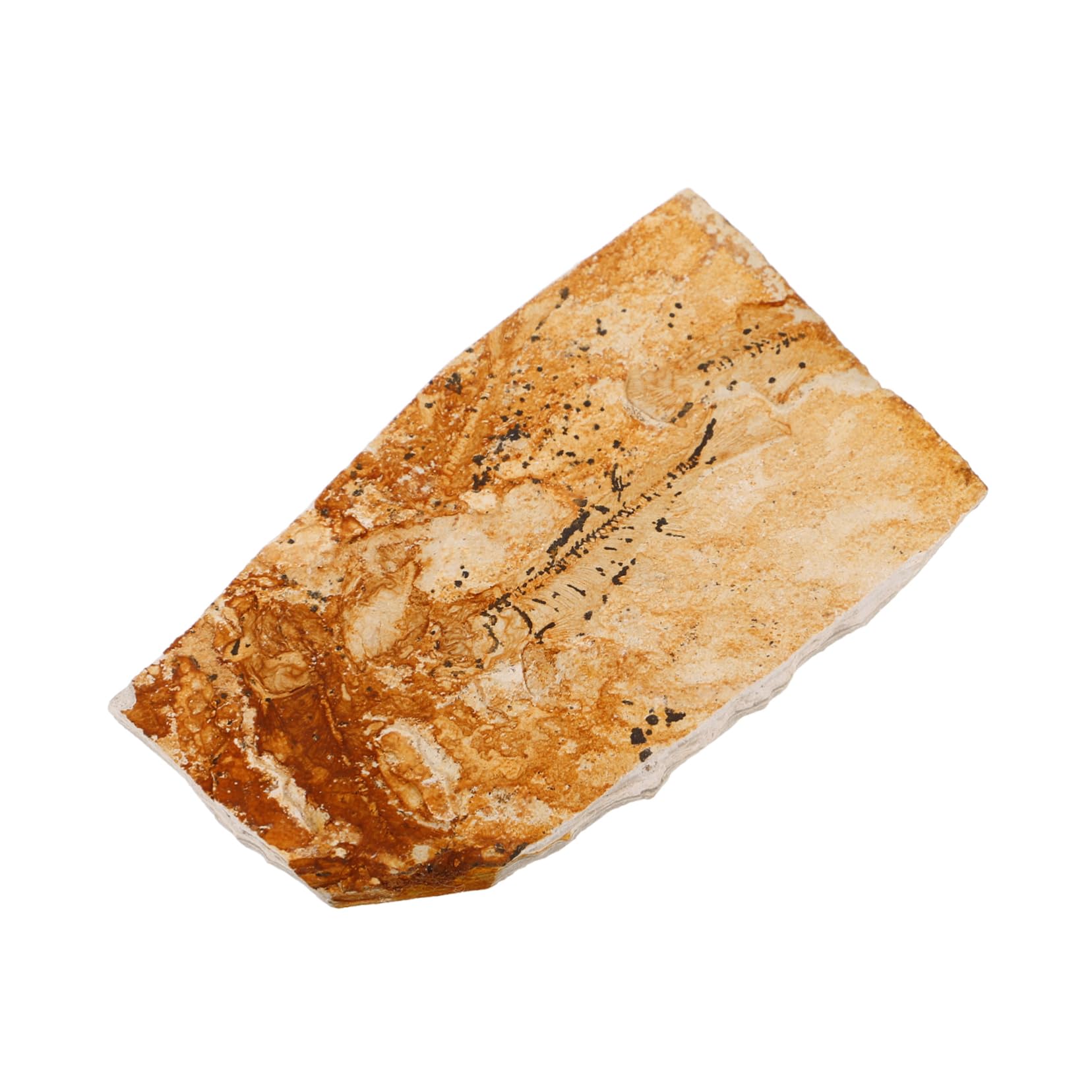 GLEAVI Paleontological Fish Specimen Wolf-finned Ornament Decor for Science Teaching