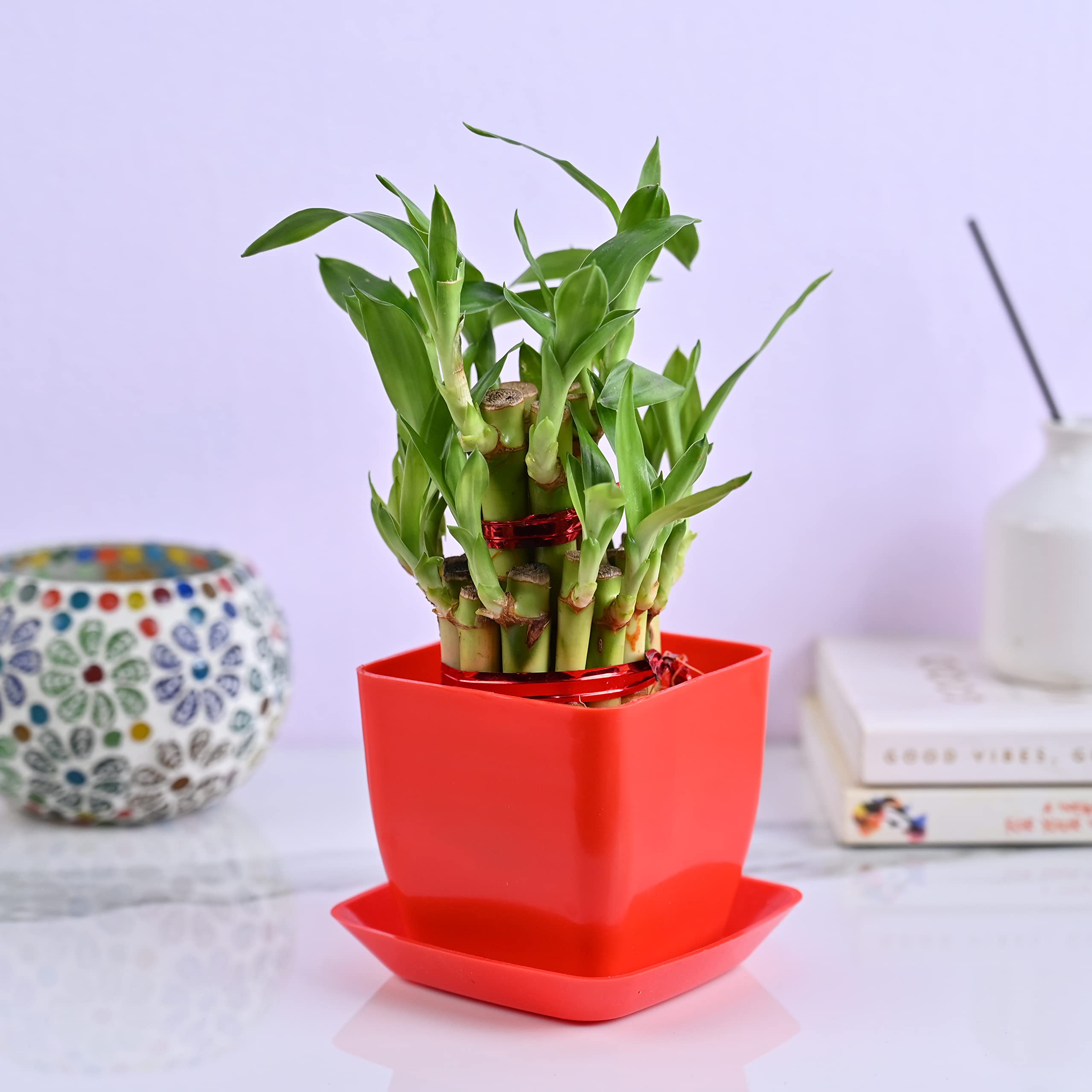 Polygon Green 2 Layer Lucky Bamboo Indoor Live/Real Plant in Plastic Pot+Tray for Living Room, Table Top,Home Decor,Office Desk,Gifting Tree with ((Small Plant, Red) (B0BX9C3K3L) Amazon Price History, Amazon Price Tracker