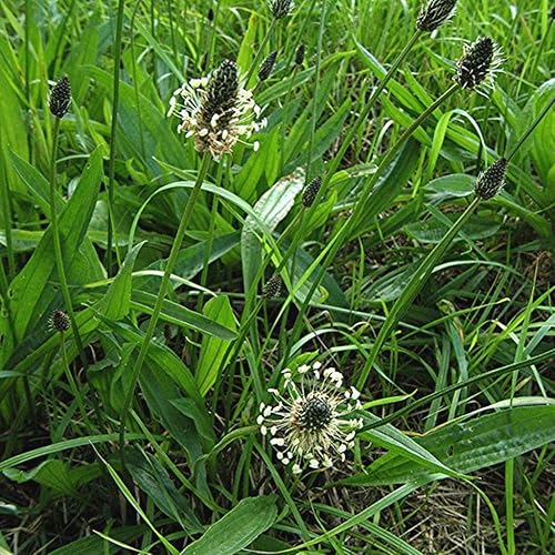 Semillas de plátano Ribwort (Plantago lanceolata) Más de 50 semillas de hierbas medicinales en cápsulas de semillas congeladas para el jardinero y