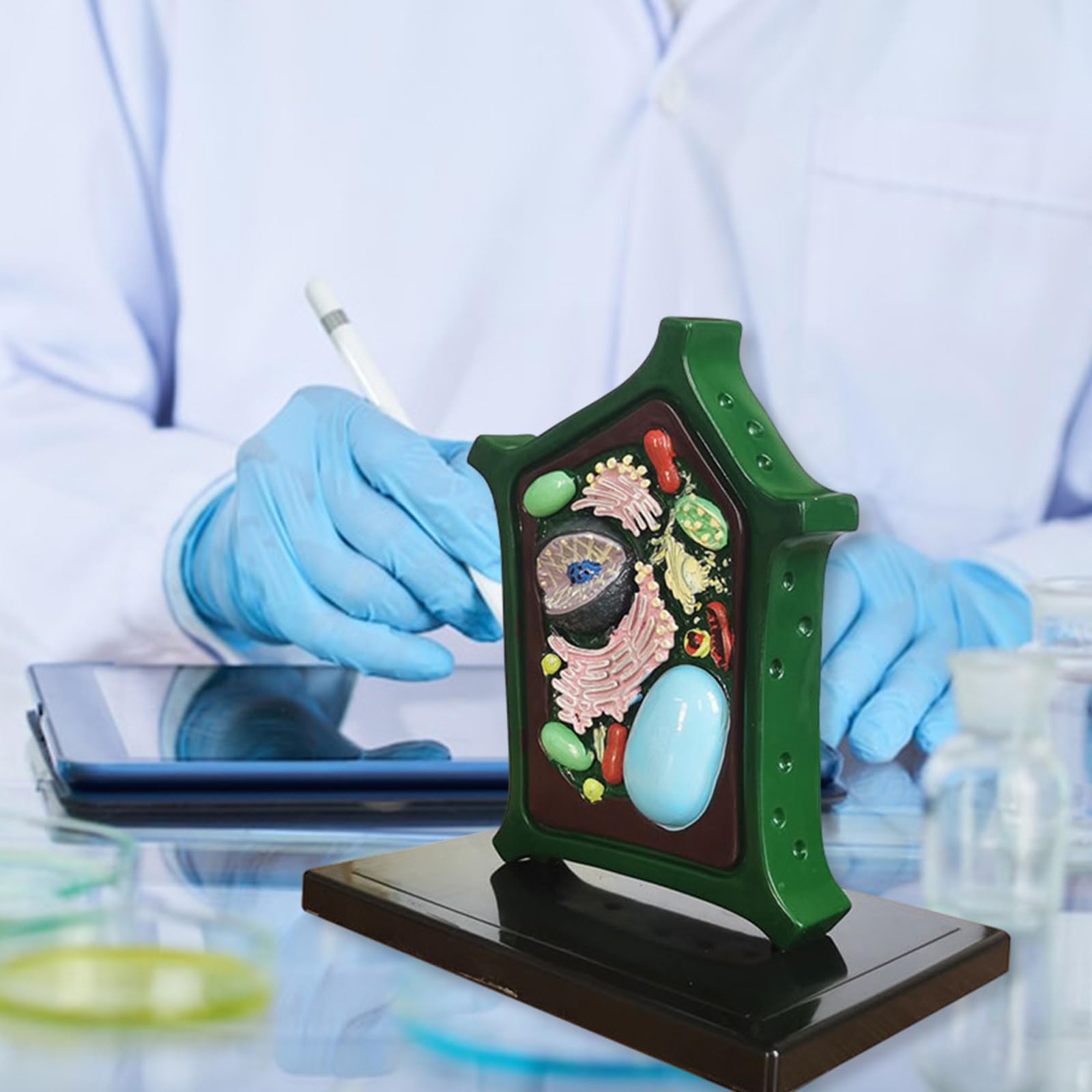 Modello Pianta Giocattolo Biologia Aiuto Per L'apprendimento Strumento Didattico La Biologia Anatomia La Visualizzazione Forniture Laboratorio Cellulare Aiuti Anatomia